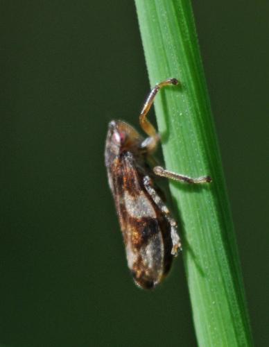 Philaenus spumarius